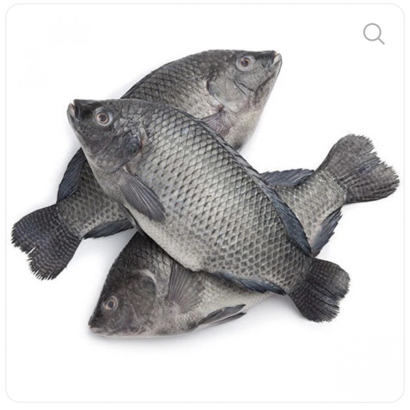 Frozen Tilapias fish XL SIZE 5KG