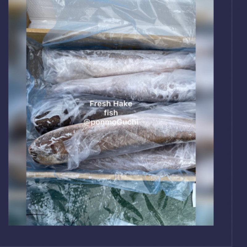 Frozen Hake Fish  5kg  (uncut)