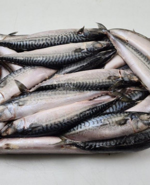Mackerel fish (Titus) Alaran 5kg