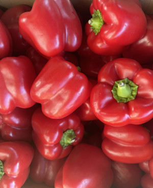 Fresh Bell Pepper Red capsicum
