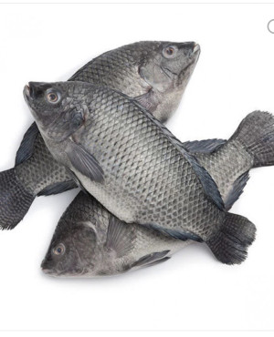 Frozen Tilapias fish XL SIZE 5KG
