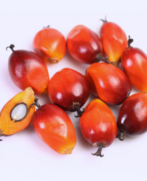 Palm Kernel seed