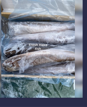 Frozen Hake Fish  5kg  (uncut)