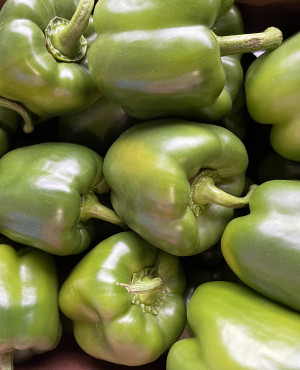 Fresh Bell Pepper Green