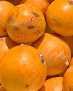Agbalumo ,(Apple Cherry) udera