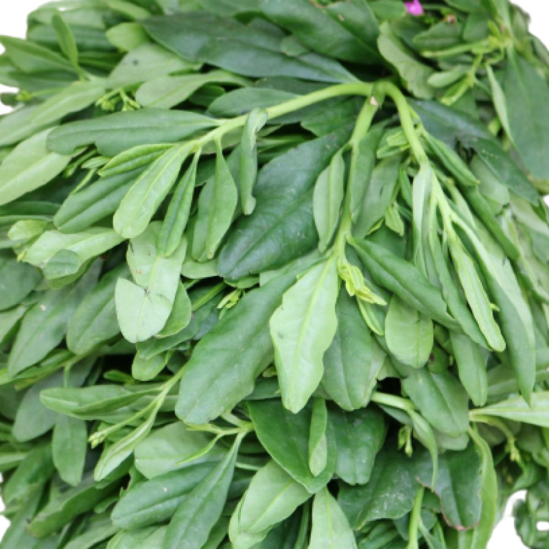 water leaf