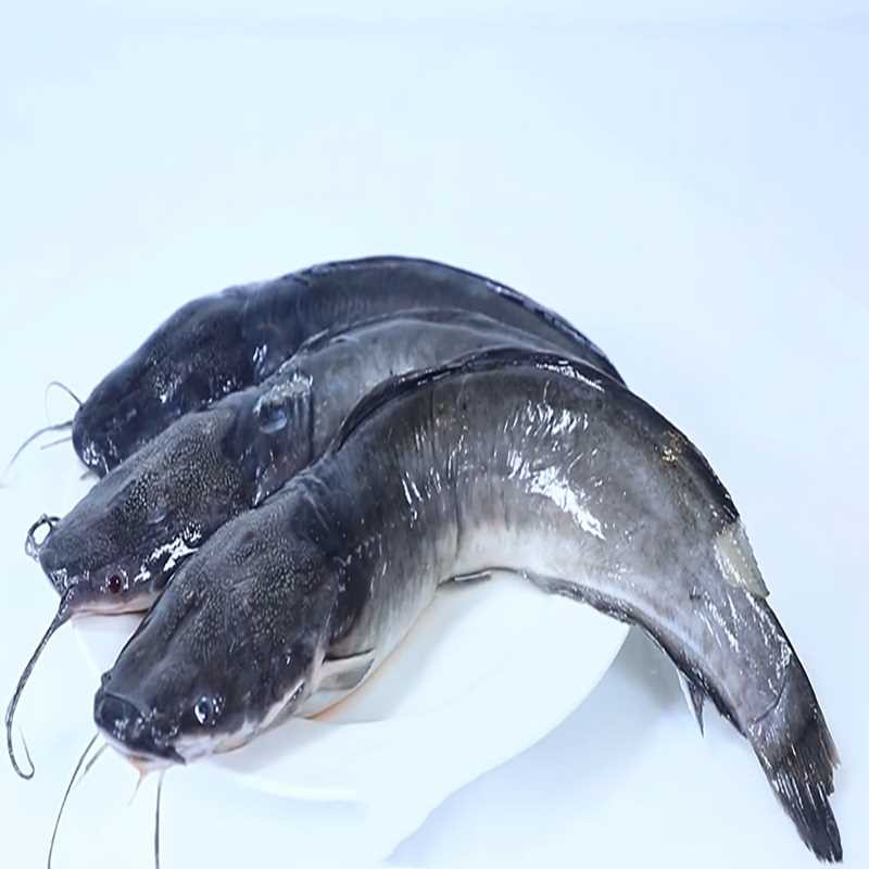 Pride of Africa whole catfish fresh