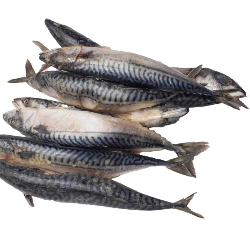 Mackerel fish