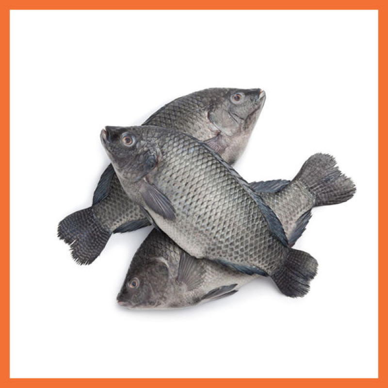 Pride of Africa Tilapia