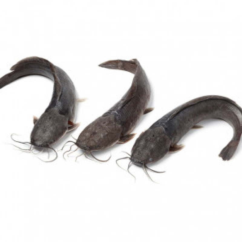 Catfish