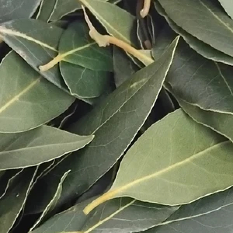 Lion croft bay leaves