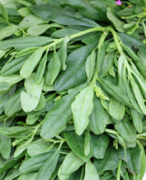 water leaf