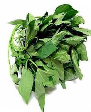 Bitterleaf