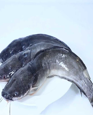 Pride of Africa whole catfish fresh