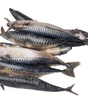 Mackerel fish