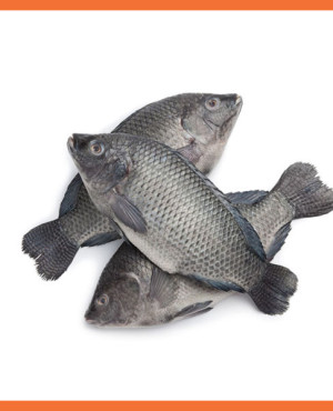 Pride of Africa Tilapia