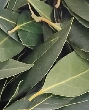 Lion croft bay leaves