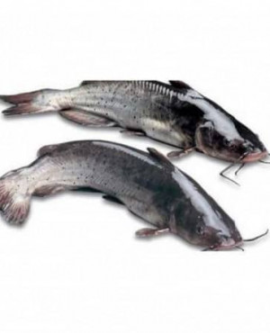 Whole Frozen Catfish