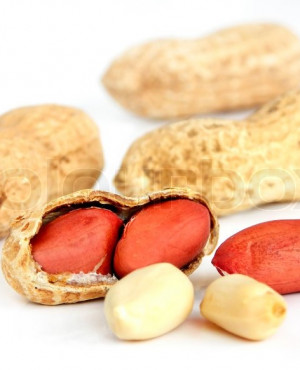 Groundnut