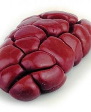 Cow kidney
