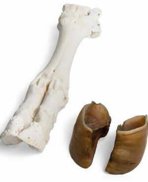 Cowfoot Bone