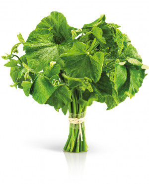 Ugwu  fresh