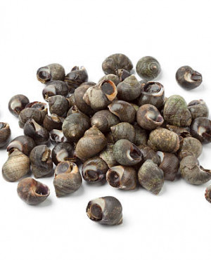 Periwinkle