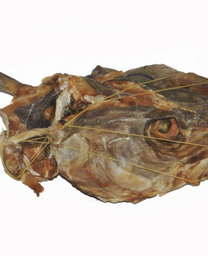 Stockfish head