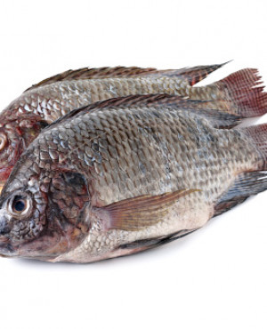 Whole Tilapia Fish