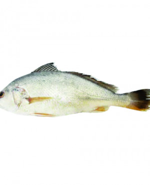 Croaker fish whole pack