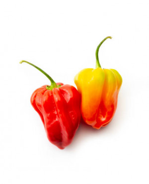 Scotch Bonnet