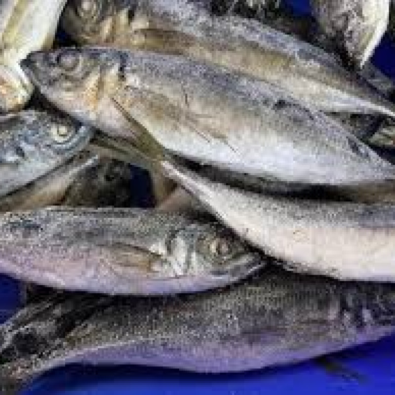 Jack Mackerel