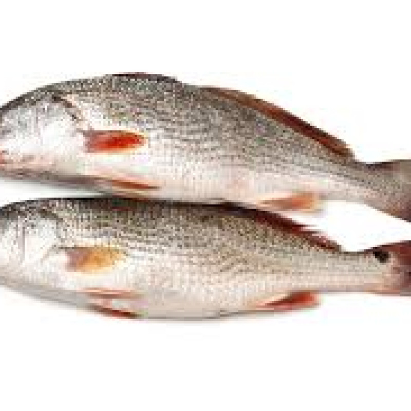 Crocker Fish
