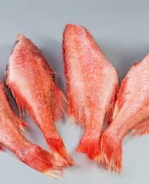 Red Brim fish
