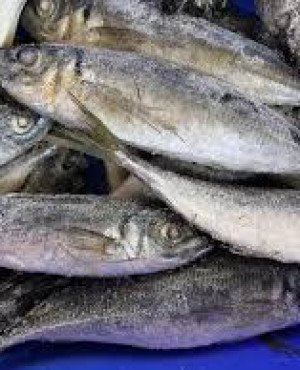 Jack Mackerel