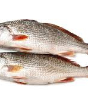 Crocker Fish