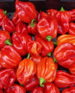 Fresh Pepper