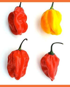 Hot Scotch Bonnet Pepper (Rodo)