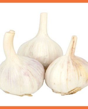 Fresh Garlic