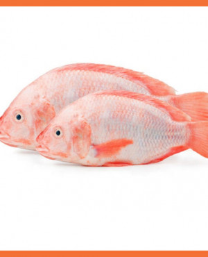 Red Bream (3 fish)