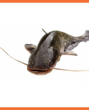 Frozen Catfish 500 - 800g