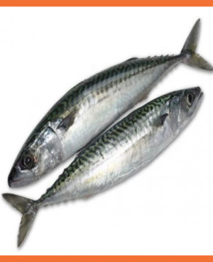 Mackerel/Titus