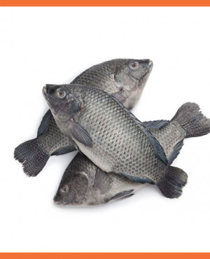 Tilapia Fish