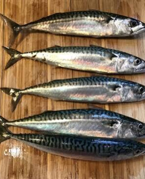 Mackerel fish