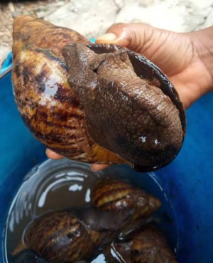 African Snails